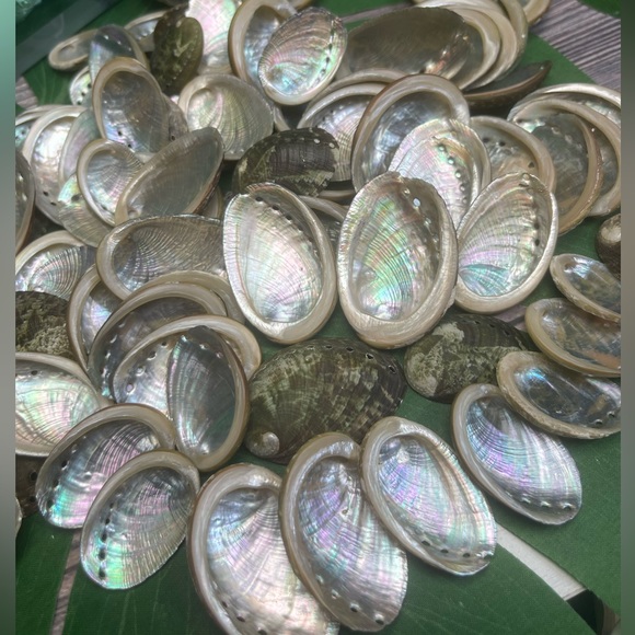 15 GREEN ABALONE SEASHELLS MIXED LOT CRAFTING DIY SUPPLIES COASTAL BEACH DECOR - Picture 4 of 16